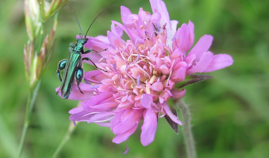 Oedemera nobilis? S, maschio.